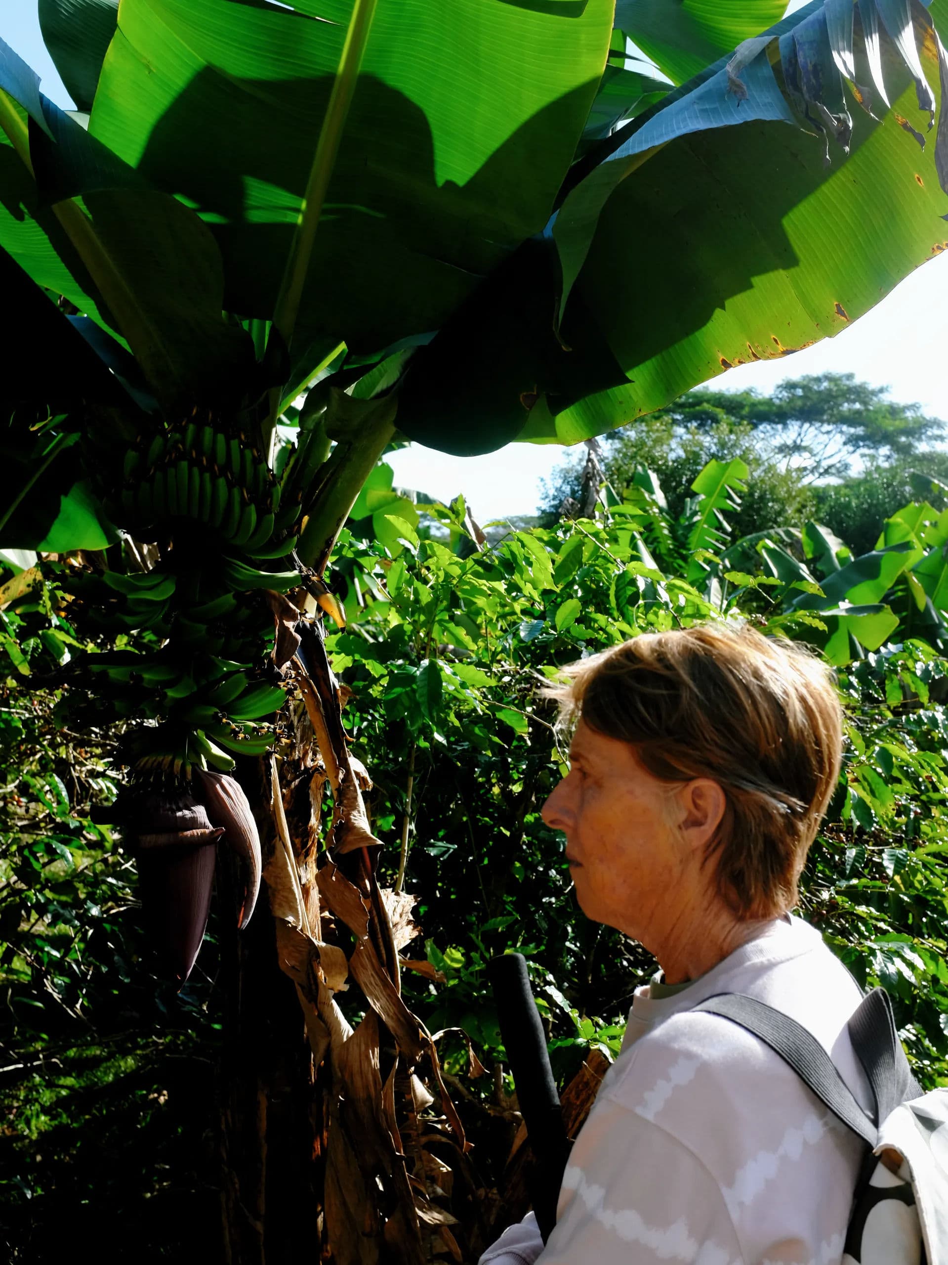 Coffee beans close up